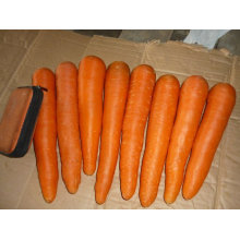 2012 China fresh top quality carrot